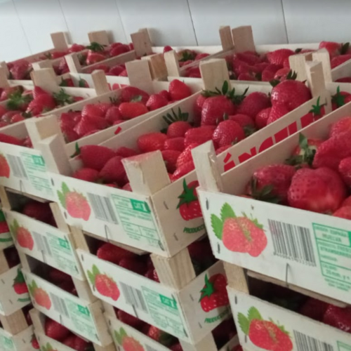 Cajas de Fresas